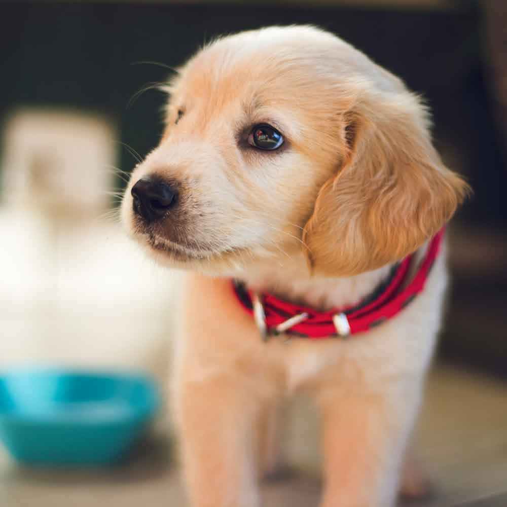 Puppy & Kitten Visits at The Neighbourhood Vet Tewantin