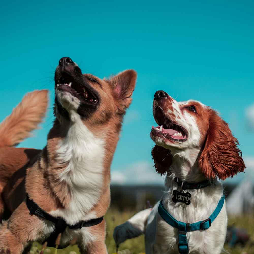 Routine & Complex Surgery at The Neighbourhood Vet Tewantin