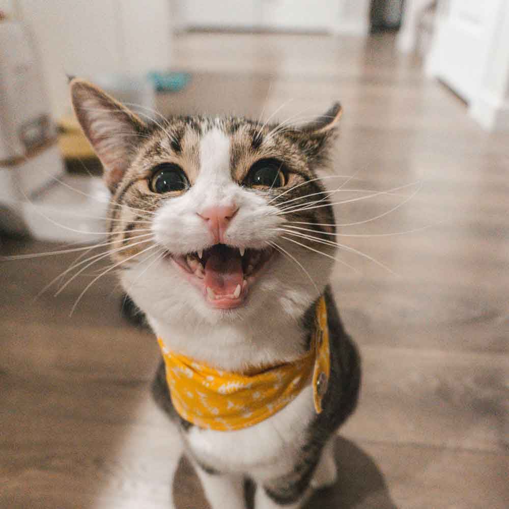 Medical Feline Boarding at The Neighbourhood Vet Tewantin